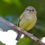 Smoky-fronted Tody-flycatcher